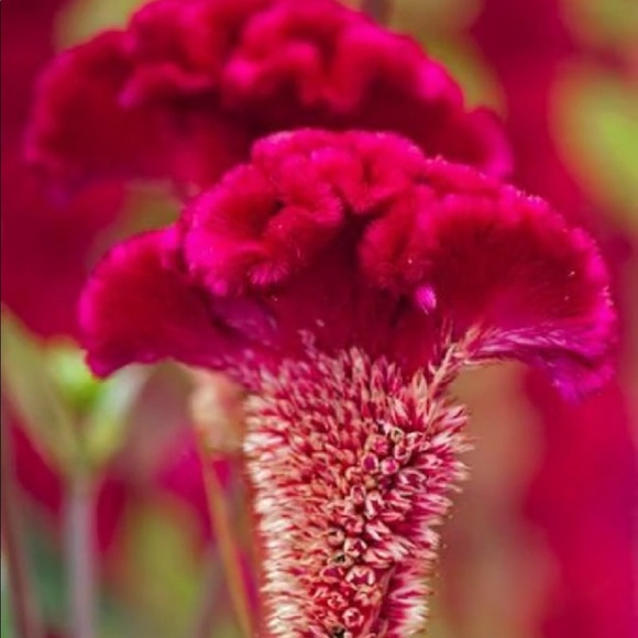 Thank you for visiting my closet - Picture 9 of 16